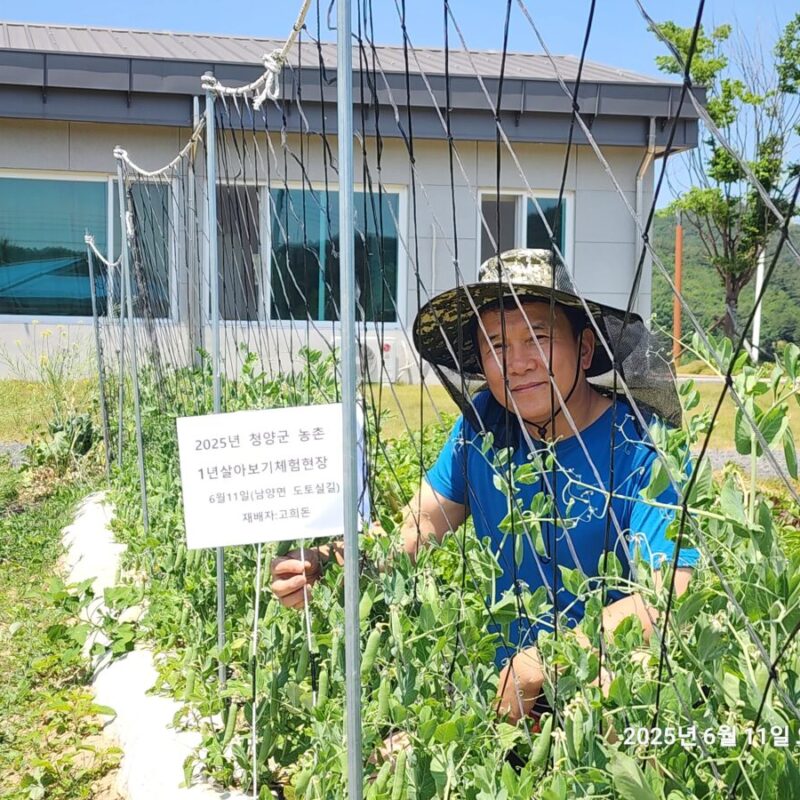 충남 청양군 하지감자(25-06-19)