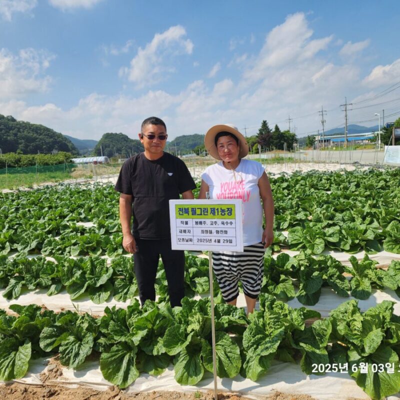 전북 완주군 구이면 봄배추 재배(25-04-29)