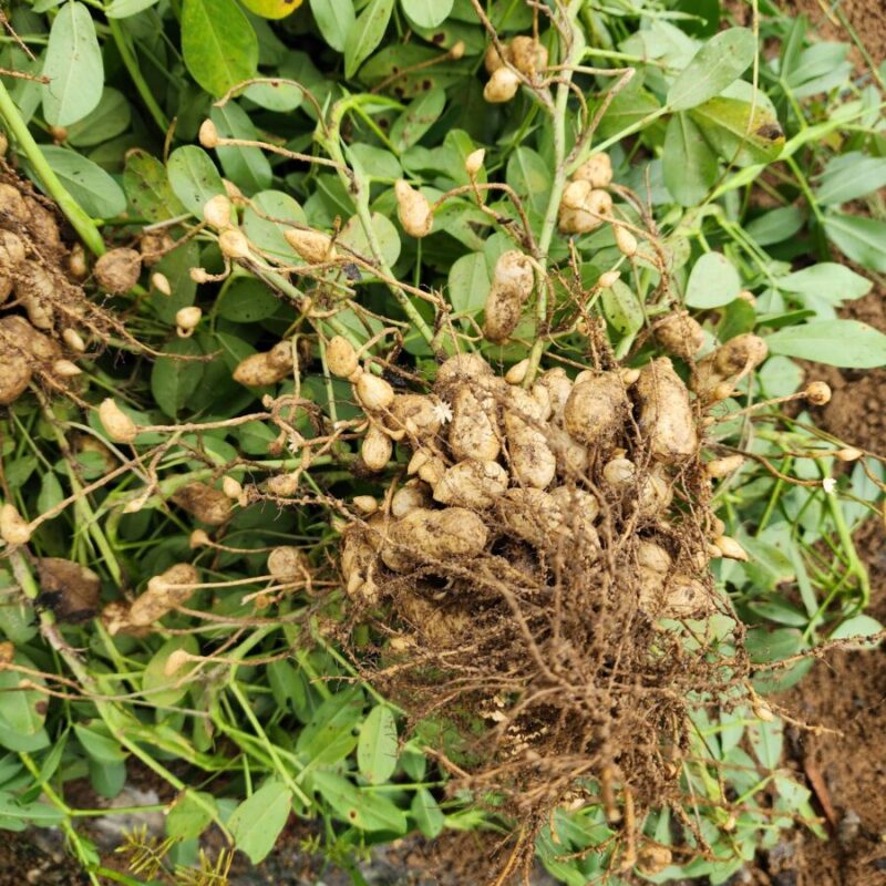 경기 여주시 땅콩 재배(25-04-30)