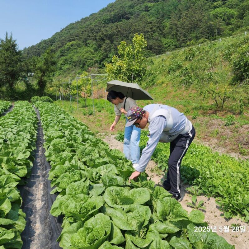 전북 완주군 구이면 봄배추 재배(25-04-22)