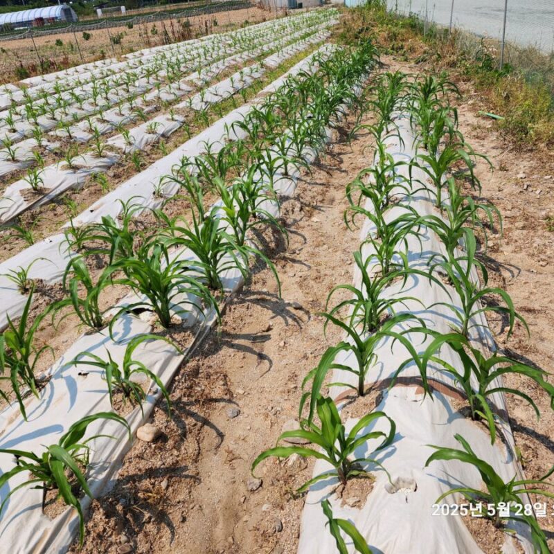 전북 완주군 구이면 옥수수 재배(25-04-19)