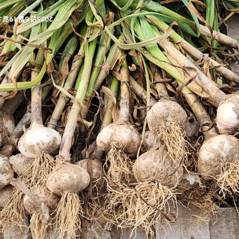 충남 청양군 남양면 마늘 재배(25-06-20)