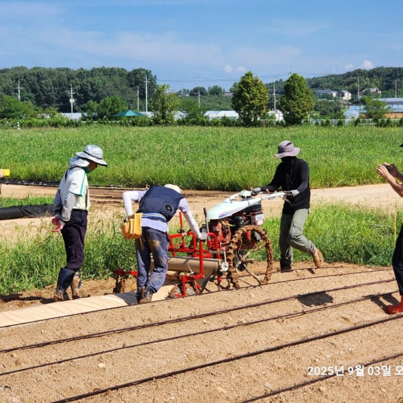 전북 완주군 이서면 김장배추 재배(25-09-04)