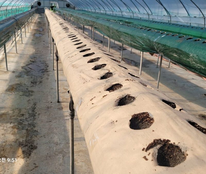 충남 청양군 화성면 딸기 재배(25-09-11)