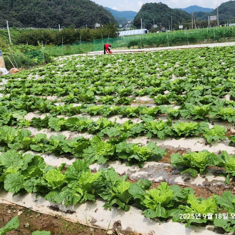 전북 완주군 구이면 김장배추 재배(25-08-25)